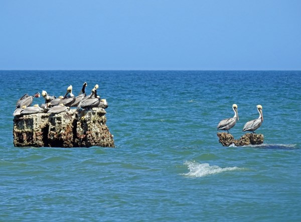 Pelicans resting on shipwreck during low tide