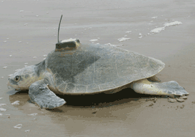 A Kemp's ridley returns to sea with a transmitter affixed for tracking the sea turtle's movement via satellite.  The transmitter may last for up to a year or longer.
