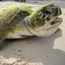 Stranded green sea turtle