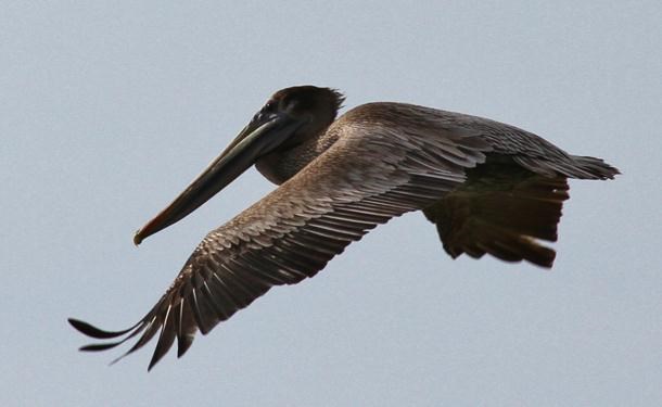 Brown pelican flying