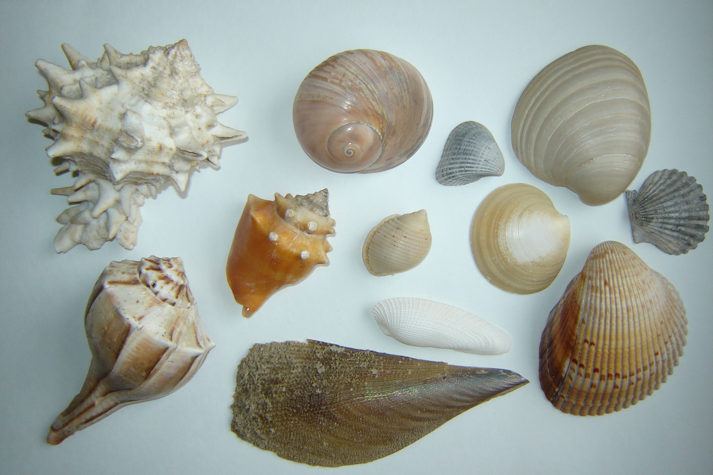 Beachcombing - Padre Island National Seashore (U.S. National Park Service)