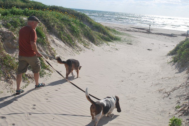 A visitor walks his dogs down to the beach