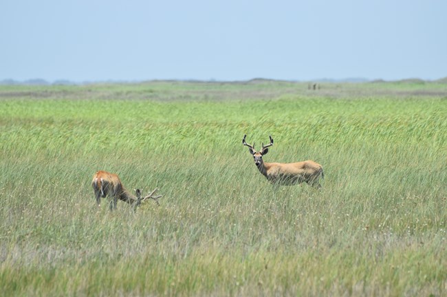 Deer with Velvet Antlers standing in tall grass