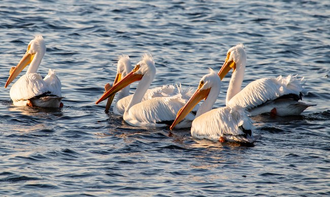 A group of White Pelicans