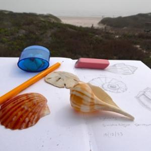 A open book with a drawing of a shell and several shells sitting on the paper.