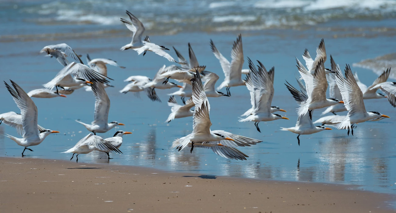 Turns take flight A group of white birds with black heads take flight from a beach.