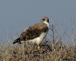 White-tailed Hawk-John Ewan, NPS vol