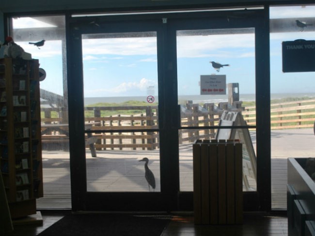 Juvenile heron looking into door of visitor center. Juvenile heron looking into door of visitor center.