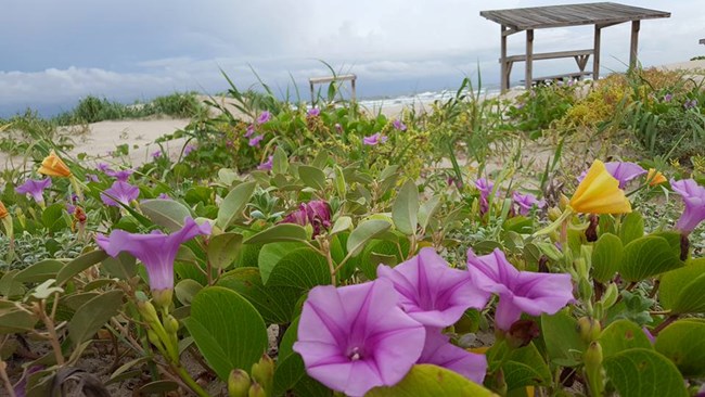 Wildflowers bloom near the shade structures at Malaquite Beach Wildflowers bloom near the shade structures at Malaquite Beach