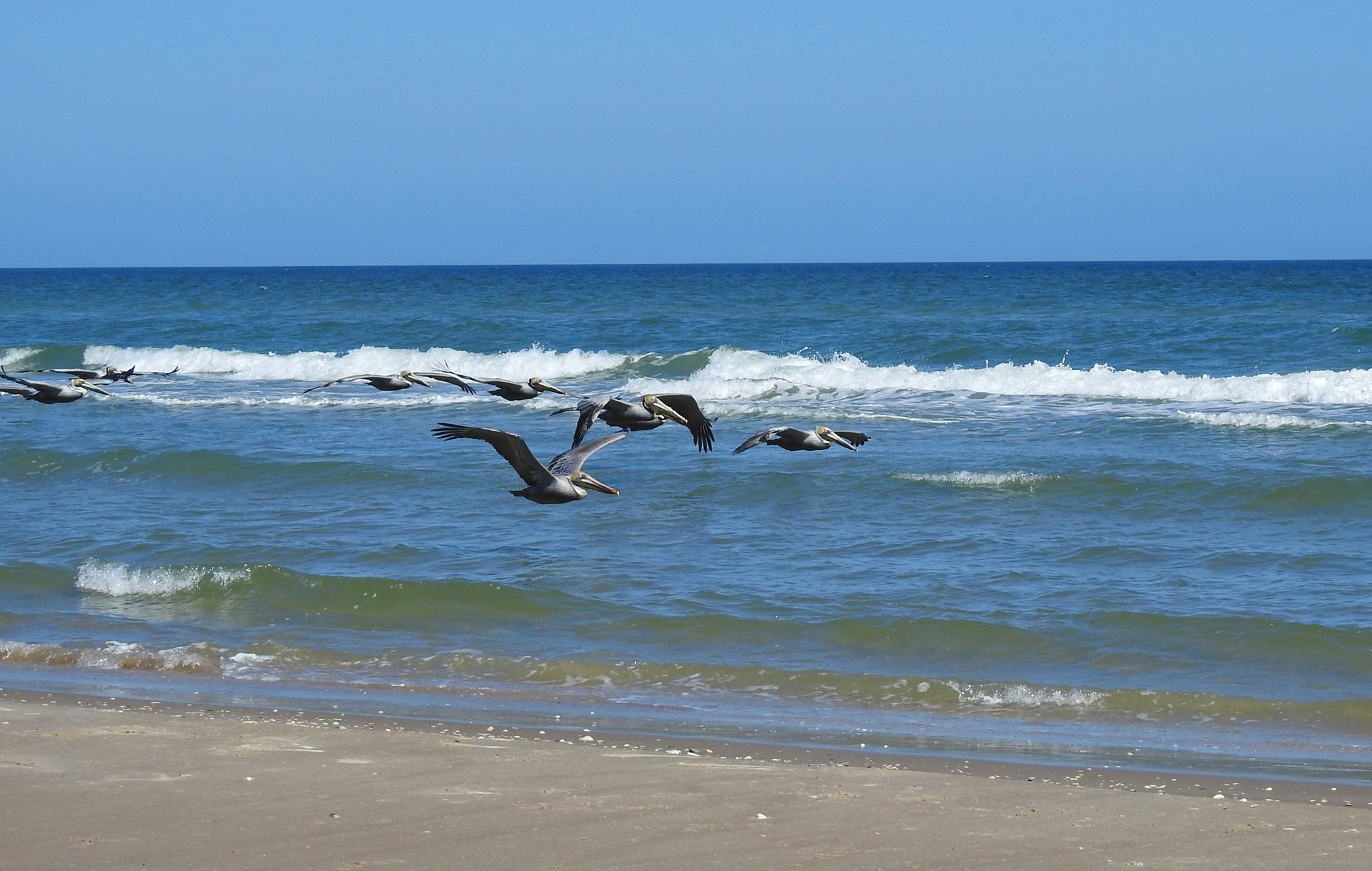 padre island national seashore reviews padre island national seashore reviews