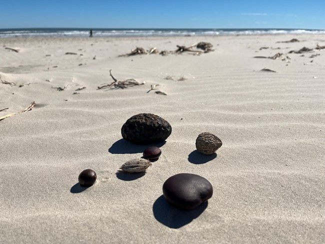 Beach Sand And Shells Glass Jar Display