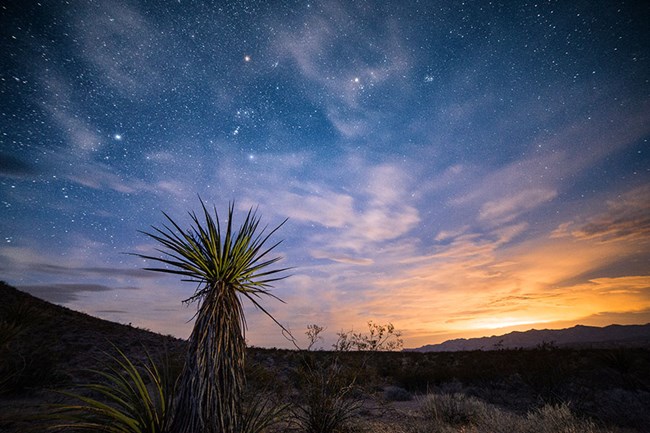Mohave yucca set against the sunset and star lit sky.