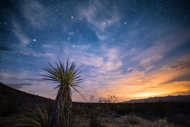 Mohave yucca set against the sunset and star lit sky. Mohave yucca set against the sunset and star lit sky.