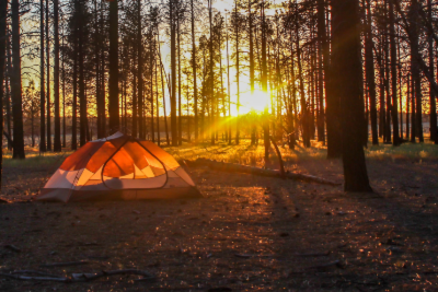 Dispersed campsite in a forest setting.