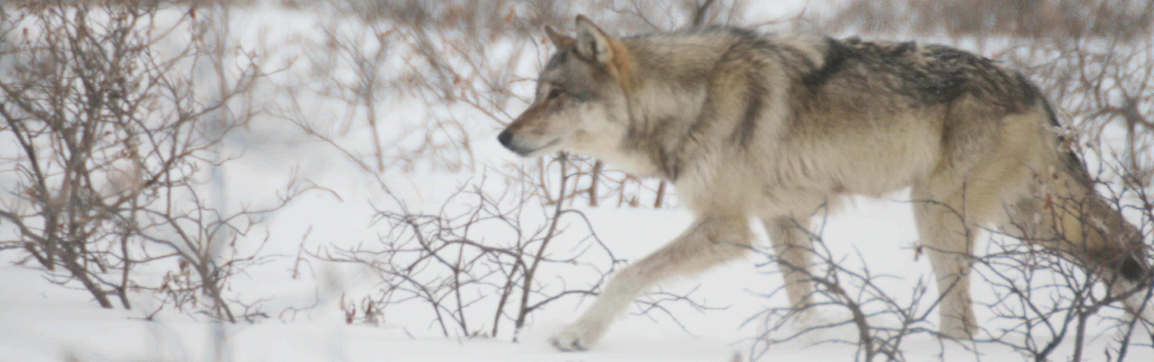 A wolf walking through the snow
