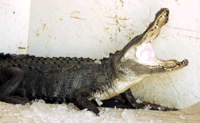Crocodile - Grand