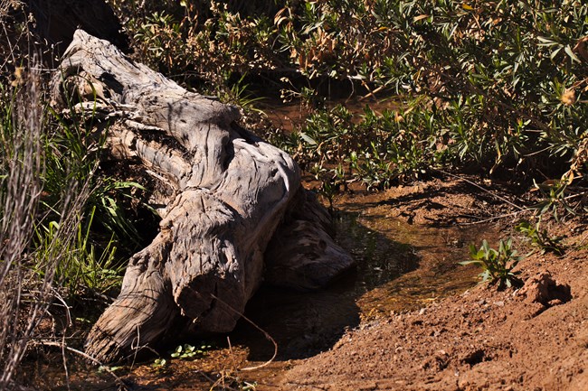 A small log in a stream of water.