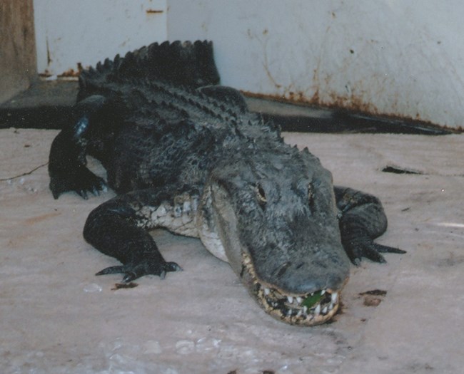 Clem inside of a cargo trailer A seven foot alligator sits inside of a cargo awaiting transport.