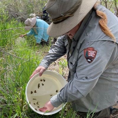 Image of the NPS Ecologist assisting with the release of Relict Leopard Frogs at Pakoon Springs.