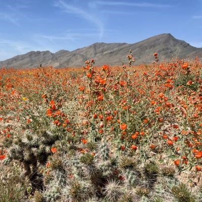 A vibrant carpet of orange globemallow flowers covers the southern slope of Whitney Ridge.