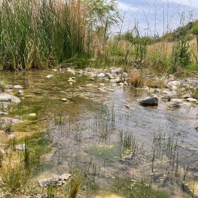 View of the flowing water of Pakoon Springs surrounded by lush riparian vegetation.