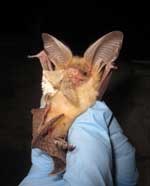 PallidBatWebsite