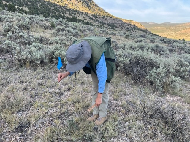 Person in field clothes and sun hat bends over to place a pin flag in desert vegetation.