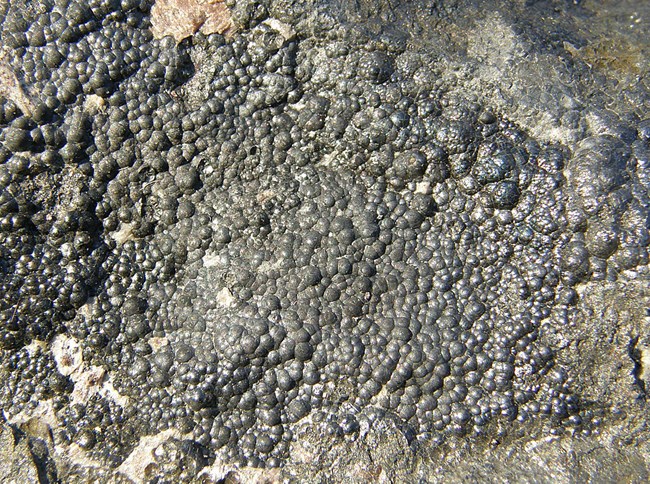 Rounded nodules of uraninite (pitchblende) mineral rock sample
