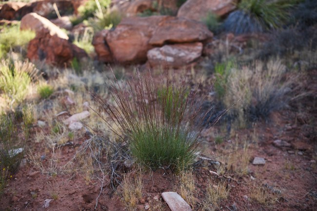 A bunch grass with green leaves at the base and purplish seed casings on the top.