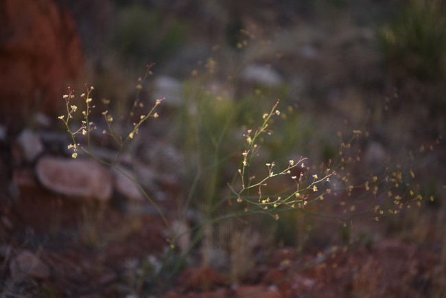 Tiny yellow flowers on the ends of thin stems.
