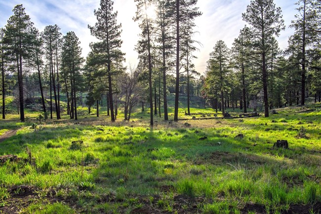 A grove of ponderosa trees with green grass growing beneath the shady canopy.  green grass
