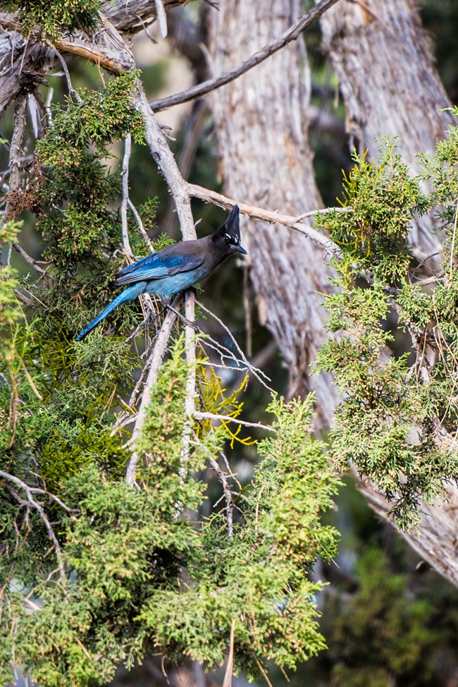 A Steller's jay sits on a juniper tree branch.