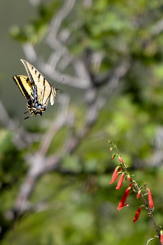 A butterfly approaching a a flower.