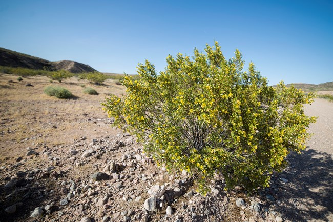 A creosotebush with yellow blooms growing in rocky soil.