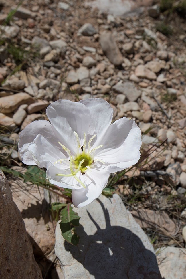 A large white flower with four petals and yellow stamen