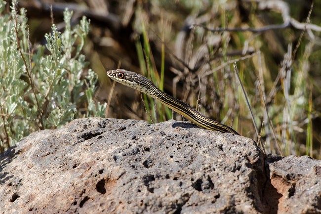 A whipsnake slithering over a basalt rock.