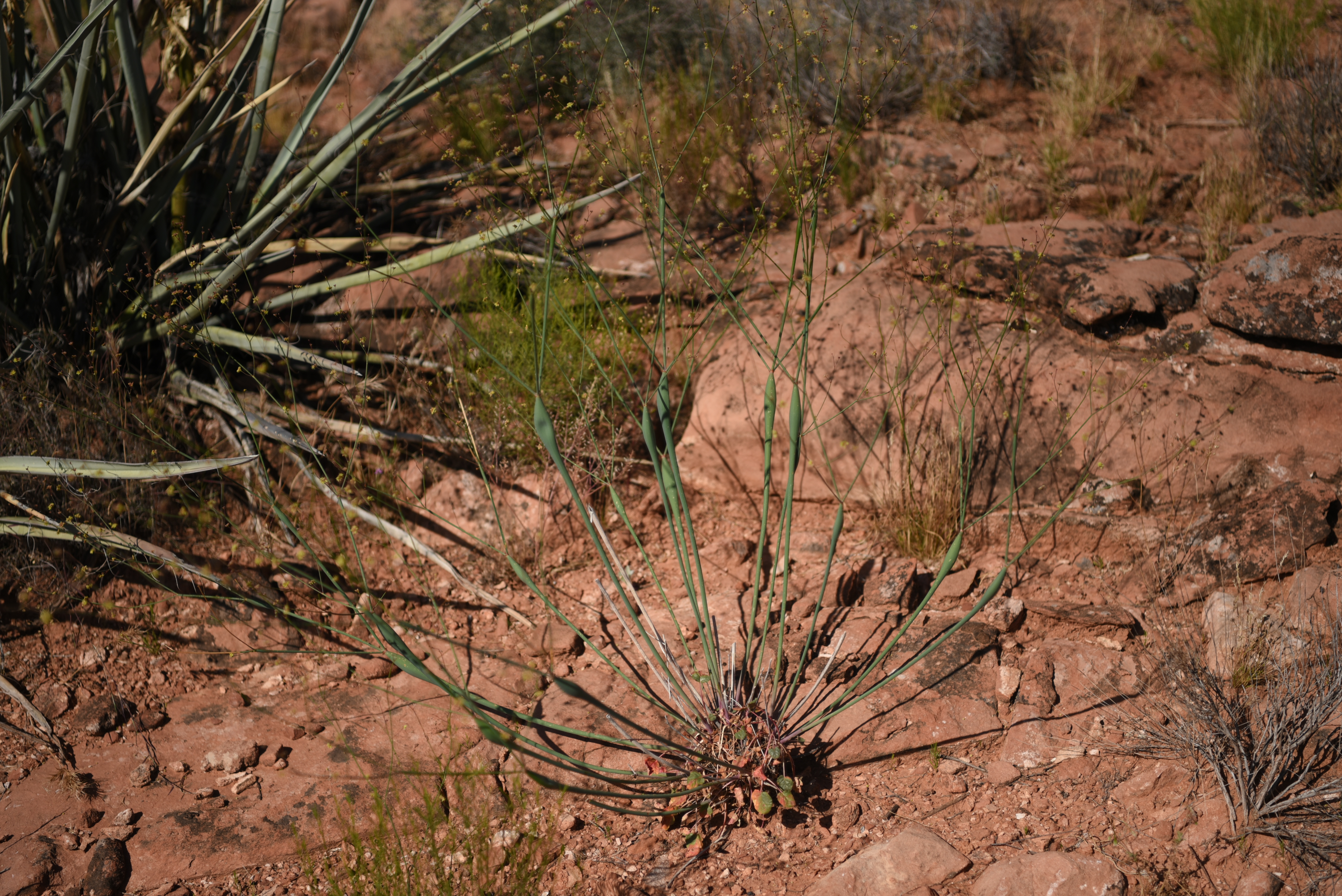 Spindly wood stalks bulging near the top