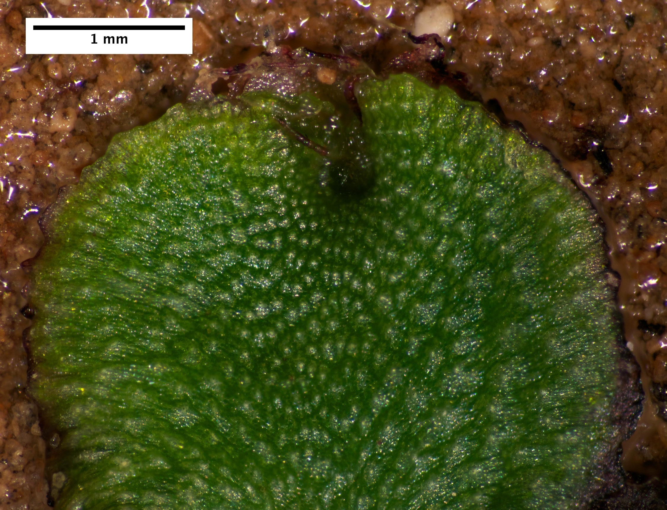 A green heart shaped leaf with dimples and a slimy appearing texture.