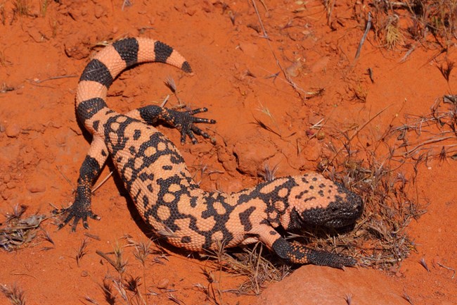 Alarge flat bodied lizard speckled with orange and black with chunky orange and black stripes on its tail.