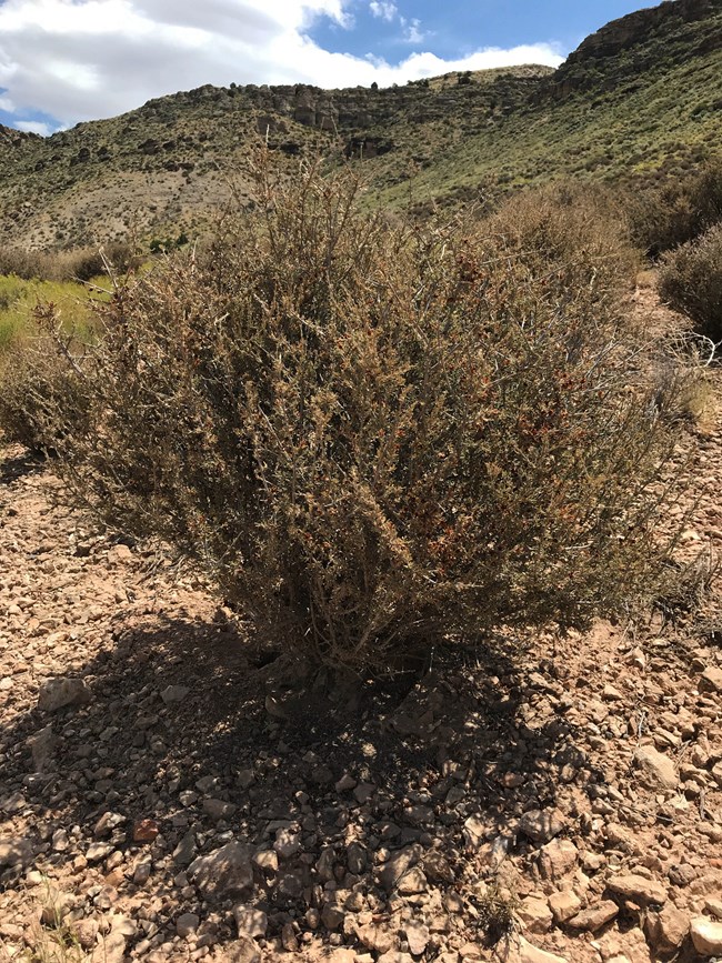 A dense shrub with many 1/2 leaves and dried up flowers