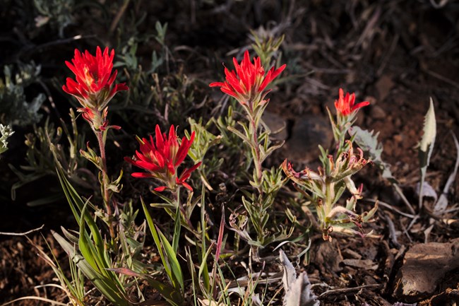 4 stalks of desert paintbrush with bright red leaves near the top.