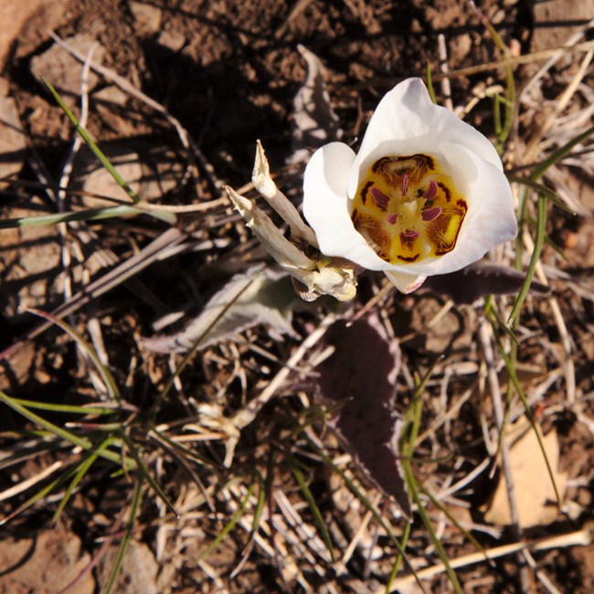 A solitary cream colored flower with a yellow center. speckled with maroon.