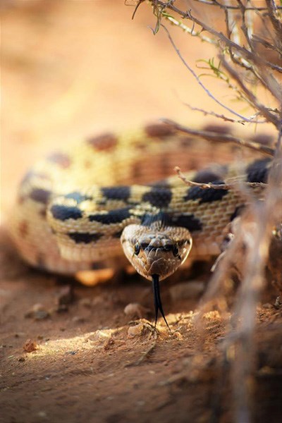 An oncoming gopher snake flattening its head.