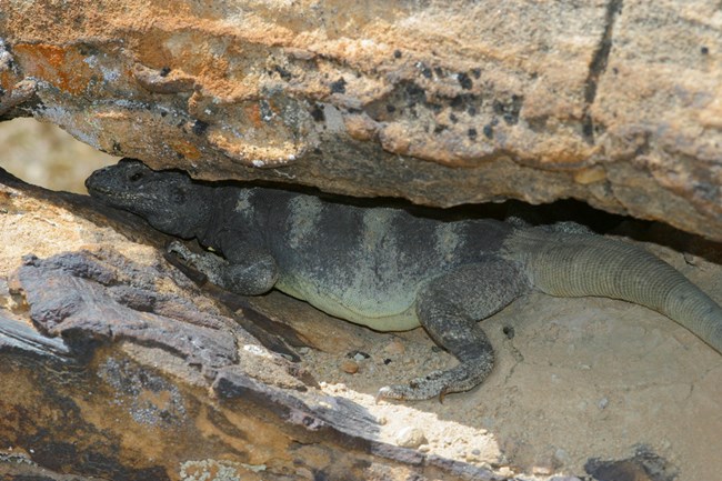 A chuckwalla wedged into a crevice.