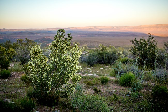 Fragrant yellow flowers of cliffrose on a high hillside overlooking pink and orange mesas at sunset.