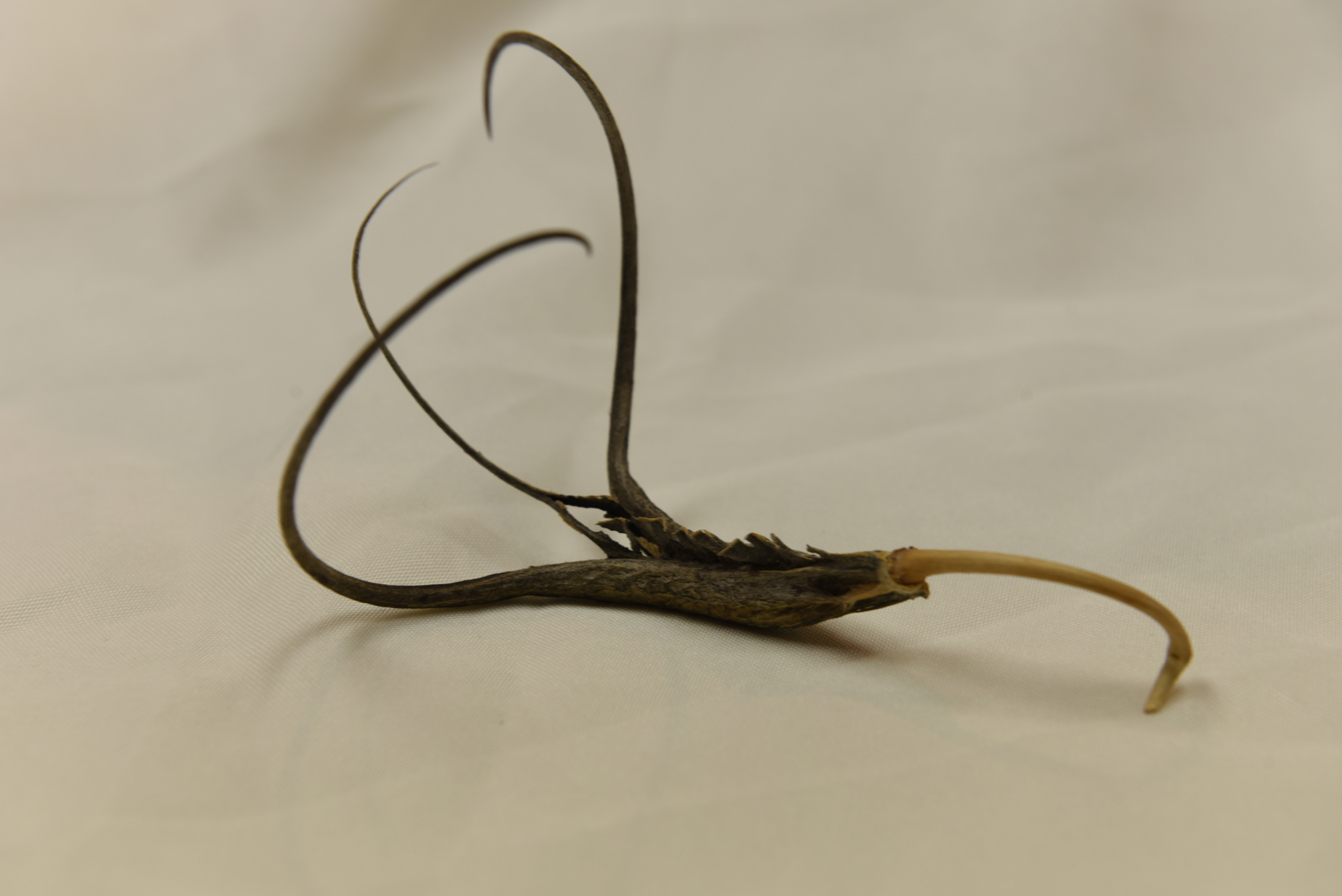 Devils Claw - Grand Canyon-Parashant National Monument (U.S. National Park  Service)
