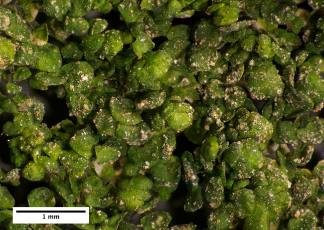 Microscopic photograph of green bilobed leaves with specks of brown randomly distributed throughout.