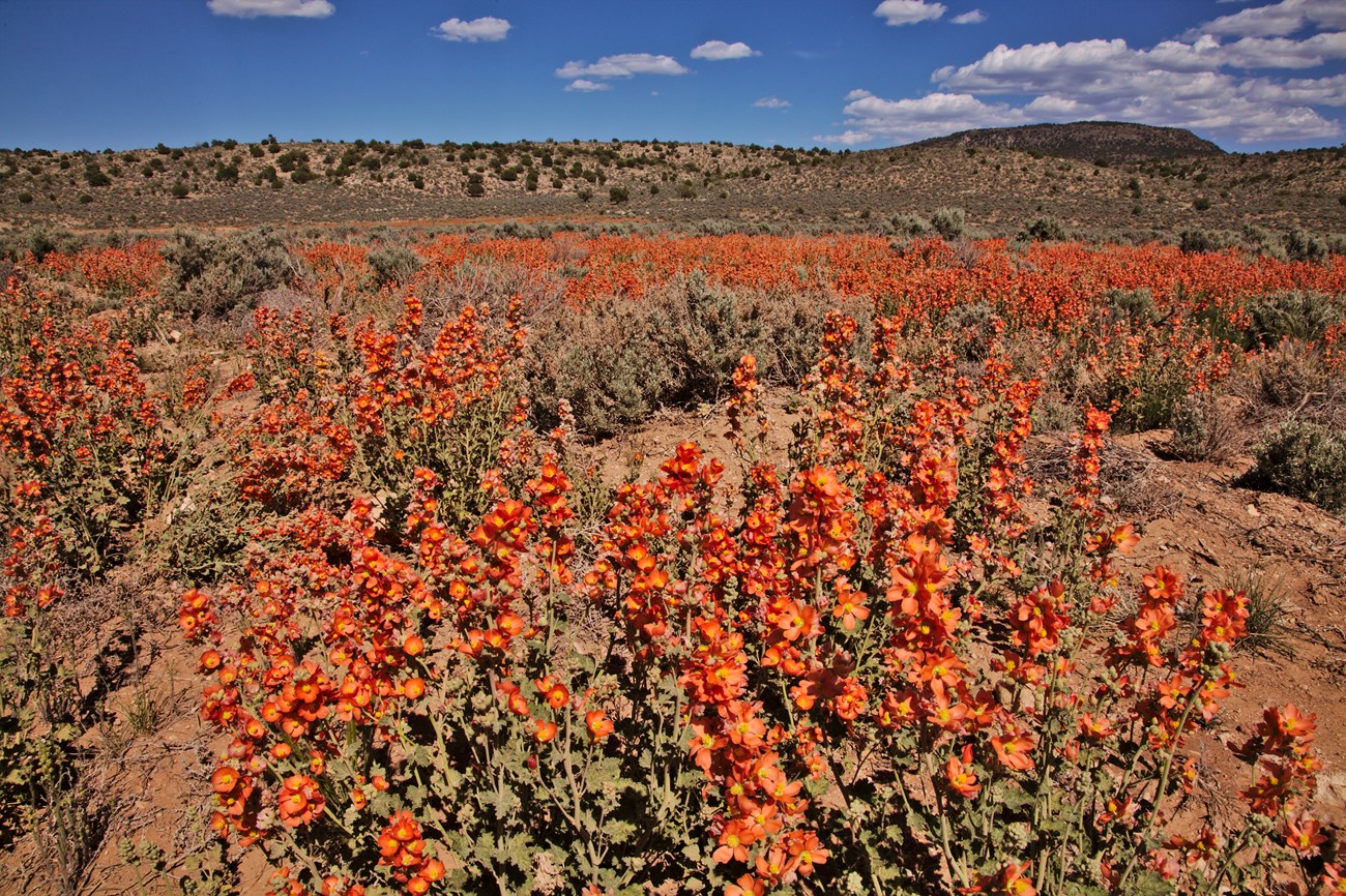 A field of orange blossoms
