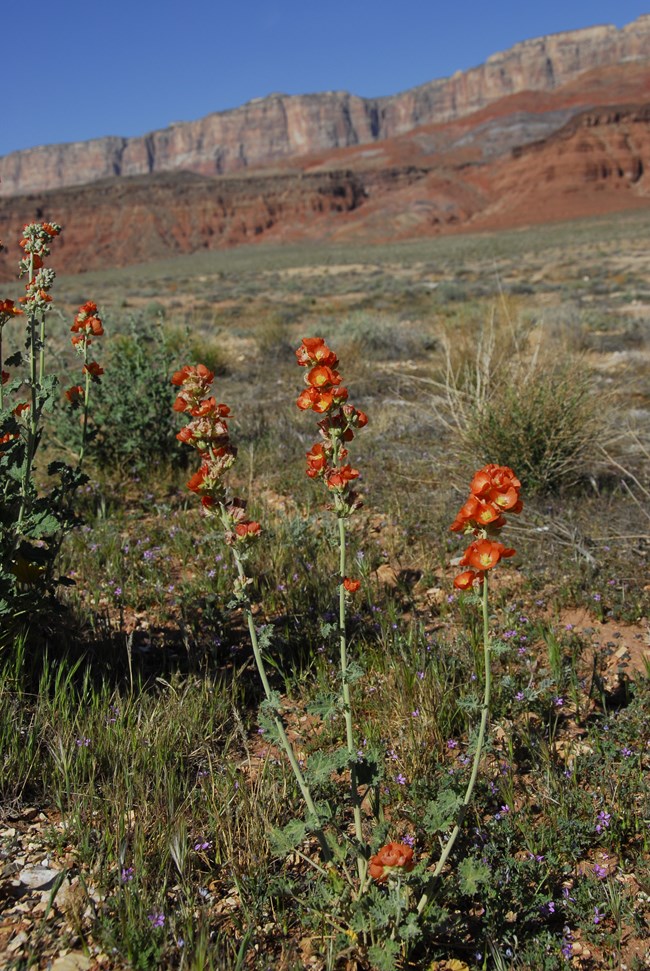 A small orangish globemallow plant set against red cliffs in the distance