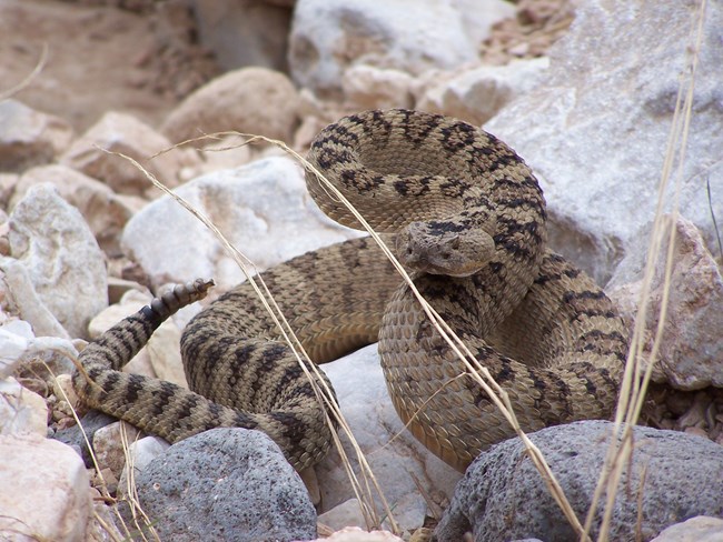 A light brown rattle snake with dark brown diamond shapes along its back coiled and ready to strike.